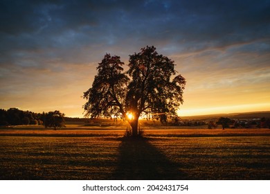 Stand Alone Tree In The Field At Sunset