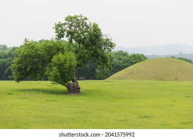 Stand Alone Tree In Gyoengju South Korea