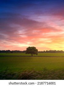 Stand Alone Tree On The Field