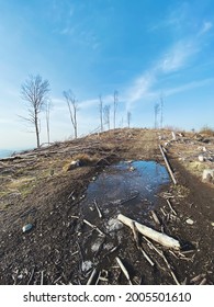 Stand Alone Tree On Hill With Puddle