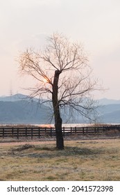 Stand Alone Tree In South Korea