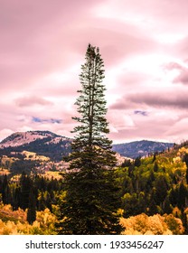 Stand Alone Tree At Sunset