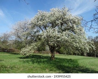 Stand Alone Tree With White Flowers 