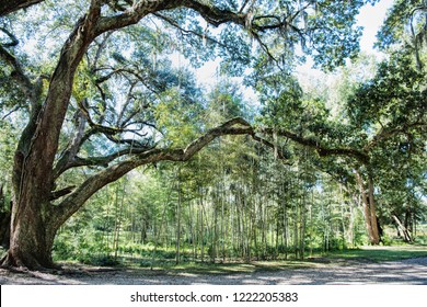 Stand Of Bamboo Under Live Oak Tree In Iberia Parish Louisiana