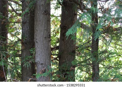 stand of cedar tree trunks in the fall