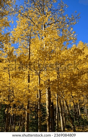 a stand  of changing aspen leaves on a sunny fall day  on  the guanella pass road near georgetown in the  rocky  mountains of colorado