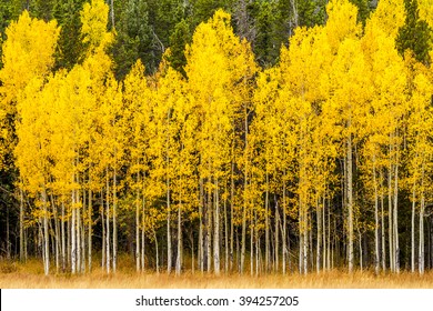 Stand of changing yellow Aspen tree in front of dark green pine trees in mountains of Colorado on fall afternoon