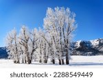 Stand of Cottonwood trees, Lamar valley, Yellowstone national park, Montana, Wyoming, USA.