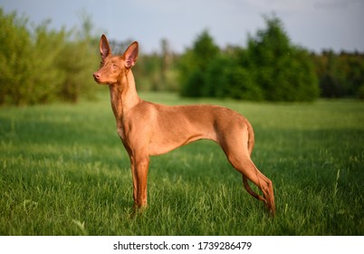 stand of the pharaoh dog. beautiful and stately. amid a green park
				