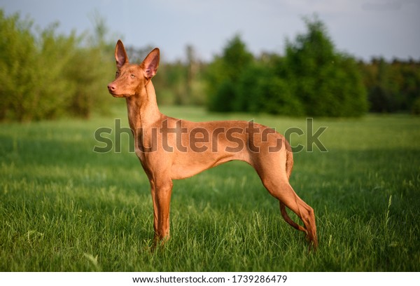 stand of the pharaoh dog. beautiful and stately.
amid a green park
