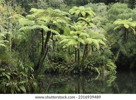 A stand of Punga Trees by water