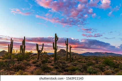 A Stand Of Saguaro Cactus With Colorful Sunset Skies In North Scottsdale, AZ,