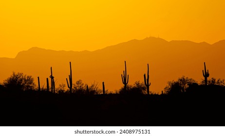 A stand of saguaros in an Arizona sunset.  Golden hour. - Powered by Shutterstock