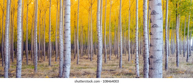 A stand of trees begins to weather fall cold ablaze in Yellow Color Panoramic Composition