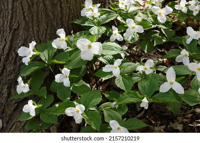 Stand of wild white Trillium Spring flowers on the forest floor with large tree trunk
