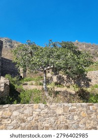 A standalone tree in Bhangarh fort complex.