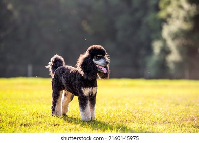 Standard Phantom Poodle Enjoying A Pasture At Sunset. Young Groomed Poodle Male Dog.