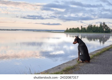 standard pinscher dog sits in contemplation by a serene lake at dusk, with soft clouds reflecting in the still water - Powered by Shutterstock