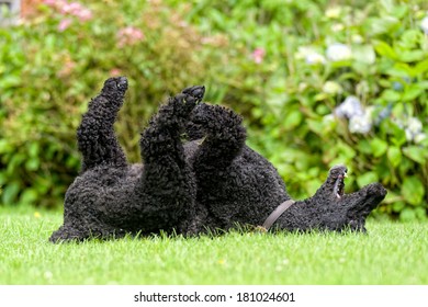 Standard Poodle