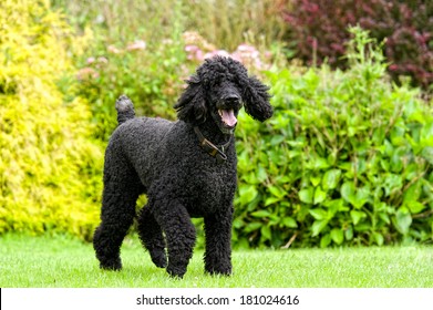 Standard Poodle