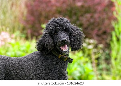 Standard Poodle