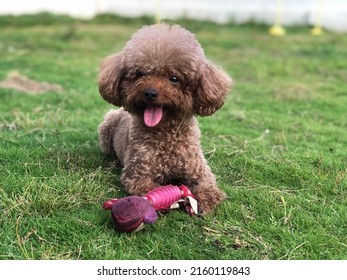 Standard Poodle Dog Play Toy On Grass In Pet Hotel