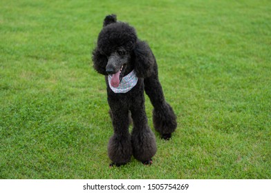 Standard Poodle In The Green Grass. Standard Poodle.