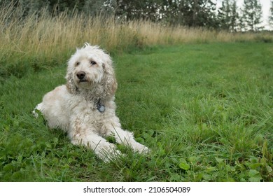 Standard Poodle Lying In Grass At Dog Park