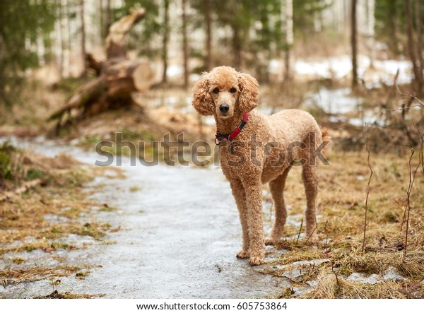 Standard poodle standing on icy forest path in\
springtime. 