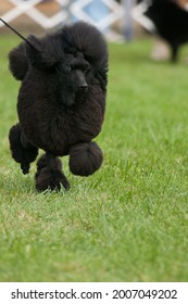 Standard Poodle Walking In Dog Show Ring