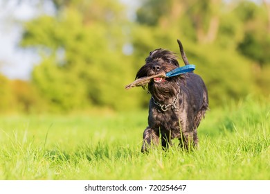 Standard Schnauzer Dog Runs With A Treat Bag In The Snout Outdoors