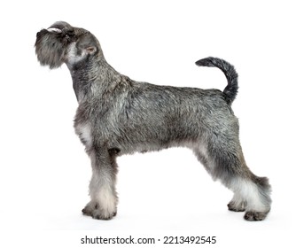Standard Schnauzer (pepper-and-salt), dog standing sideways, on isolated white studio background.
