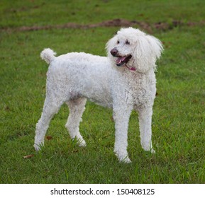 Standard sized white poodle standing on a green lawn
