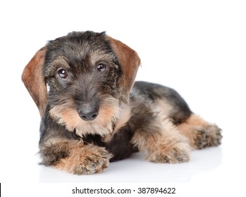 Standard Wire-haired dachshund puppy. isolated on white background