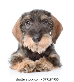 Standard wire-haired dachshund puppy lying in front view. isolated on white background