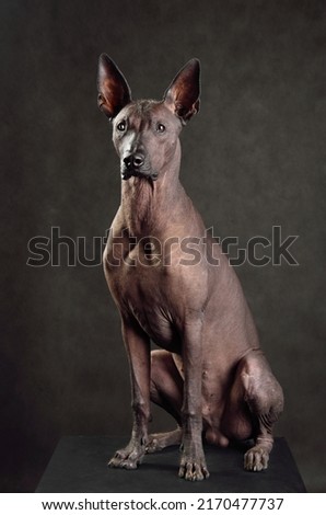 Standart size Xoloitzcuintli or Mexican Hairless Dog sitting on a dark background