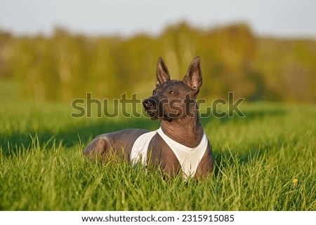 Standart size Xoloitzcuintli zresting on a green grass