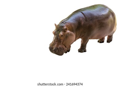 Standing African Hippo Potamus Isolated