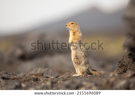 Standing Arctic ground squirrel or parka in Kamchatka near Tolbachik volcano