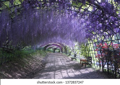 Standing In Awesome Japanese Blooming Wisteria Tunnel With Various Color Flower Stripes, Kawachi Fuji Garden, Kyushu