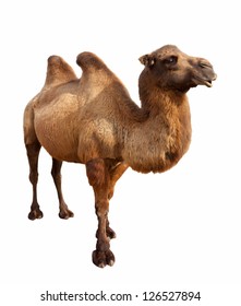 Standing bactrian camel (Camelus bactrianus). Isolated on white