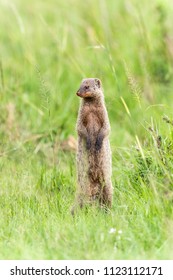 Standing Banded Mongoose