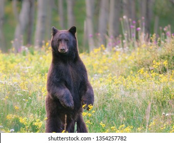 Standing Bear Looking At Me