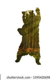 Standing Bear Silhouette With Raised Clawed Paw Isolated On White Background.Brown Grizzly With Pine Forest Inside The Silhouette.