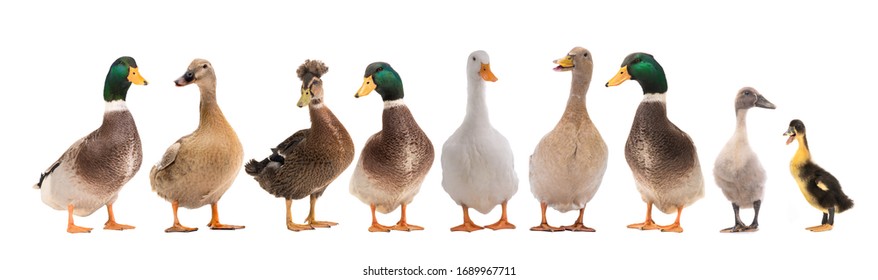 Standing Beautiful White Ducks Isolated On A White Background.