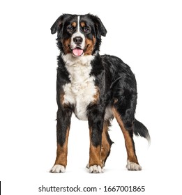 Standing Bernese Mountain Dog Panting, Isolated On White