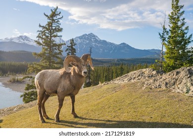 Standing BigHorn Sheep (Ovis canadensis) ram portrait. Canadian Rockies Jasper National Park landscape background. Nature scenery.