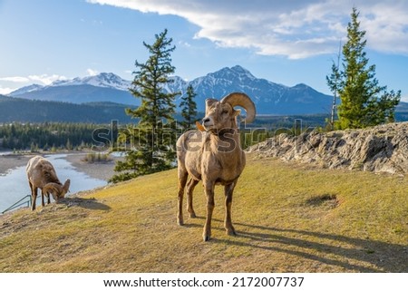Standing BigHorn Sheep (Ovis canadensis) ram portrait. Canadian Rockies Jasper National Park landscape background. Nature scenery.