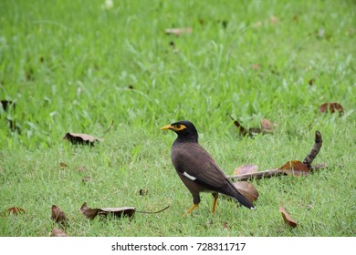 Standing Bird