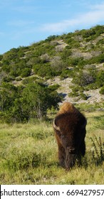 Standing Bison